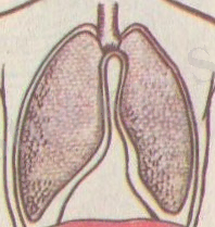 D:\Суреттер Әлемі\Көрнекілікке арналған\Биологиялық\АНАТОМИЯ\IX тарау ТЫНЫСАЛУ ЖҮЙЕСІ\АНАТОМИЯ 103 - копия.jpg