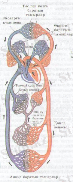 D:\Суреттер Әлемі\Көрнекілікке арналған\Биологиялық\АНАТОМИЯ\VIII тарау ЖҮРЕК-АНТАМЫРЛАР ЖӘНЕ ЛИМФА ЖҮЙЕЛЕРІ\32\АНАТОМИЯ 132 - копия.jpg