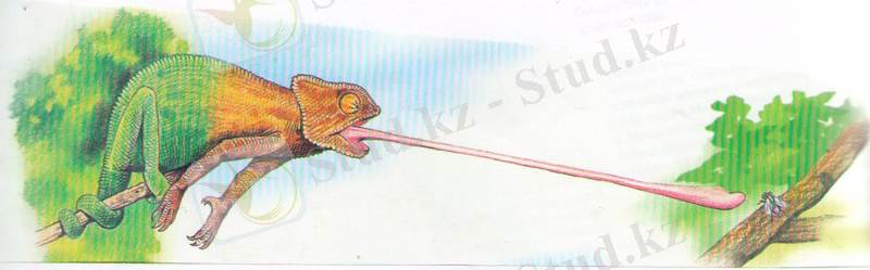 D:\Суреттер Әлемі\Көрнекілікке арналған\Биологиялық\Зоология\ЖОРҒАЛАУШЫЛАР\Изображение 004.jpg