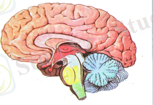 C:\Users\Али\Desktop\майра апай\22647947_html_69c46a2b копия.png