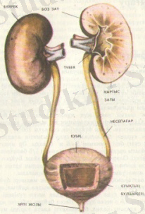 D:\Суреттер Әлемі\Көрнекілікке арналған\Биологиялық\АНАТОМИЯ\XII тарау ЫДЫРАУ ӨНІМДЕРІН ШЫҒАРУ ЖҮЙЕСІ\Копия (2) АНАТОМИЯ 073.jpg