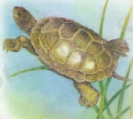 D:\Суреттер Әлемі\Көрнекілікке арналған\Биологиялық\Зоология\ЖОРҒАЛАУШЫЛАР\Изображение 002.jpg