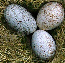 D:\Суреттер Әлемі\Көрнекілікке арналған\Биологиялық\Зоология\cuckoo_egg[1] - копия.jpg