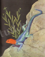 D:\Суреттер Әлемі\Көрнекілікке арналған\Биологиялық\Зоология\ЖОРҒАЛАУШЫЛАР\Изображение 012.jpg