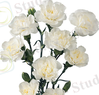 http://www.wholeblossoms.com/images/White-Mini-carnations.jpg