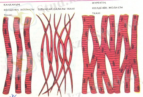 сканирование0022