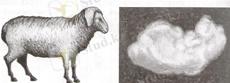 D:\Documents and Settings\77777\Рабочий стол\кітап\14.jpeg