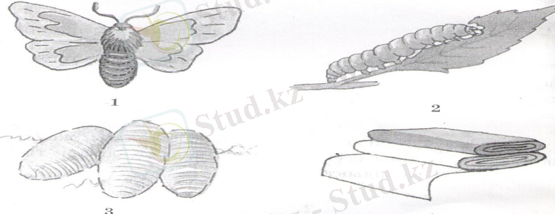 D:\Documents and Settings\77777\Рабочий стол\кітап\1.jpeg