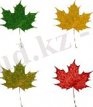 Кленовый лист 5 Скачать фотографии