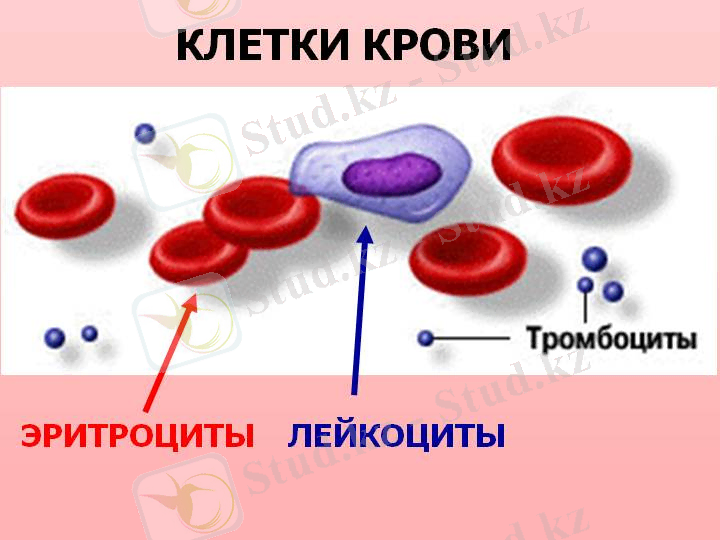 Анализ крови расшифровка моноциты. Развернутый анализ крови расшифровка