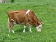 C:\Users\юзер\Desktop\2 сынып\2 личное дело\загруженное (24).jpg